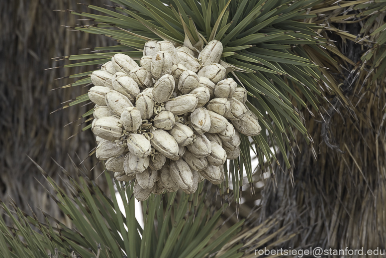 Joshua Tree National Park